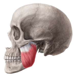 Masseter_muscle